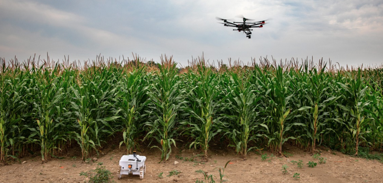 drone over a cornfield